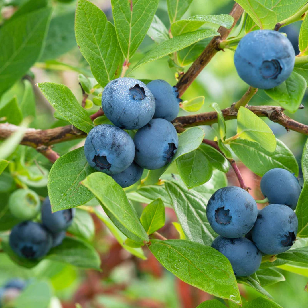 Home gardening with Brightwell Rabbiteye Blueberry Bush