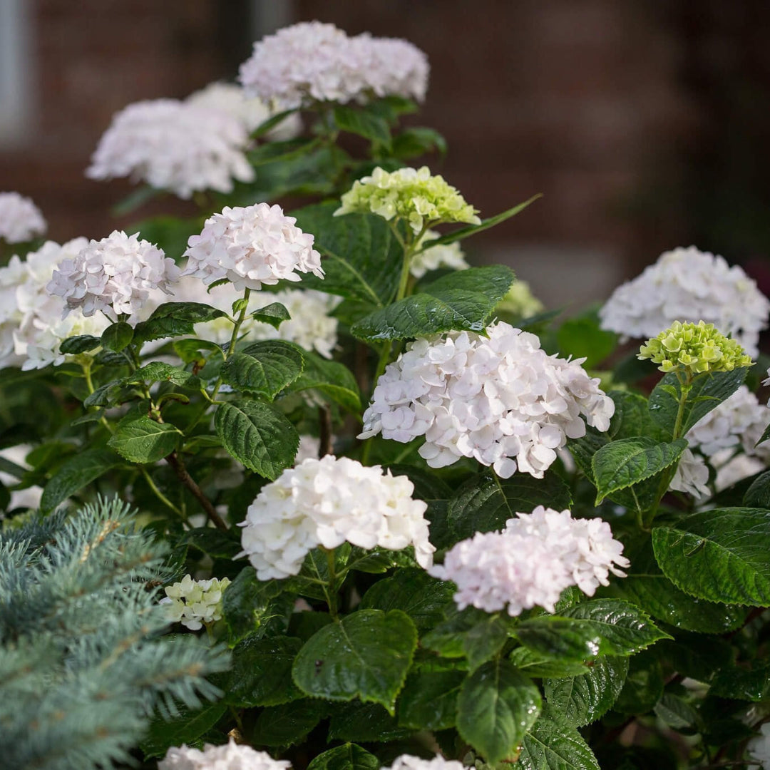 Blushing Bride Endless Summer Hydrangea