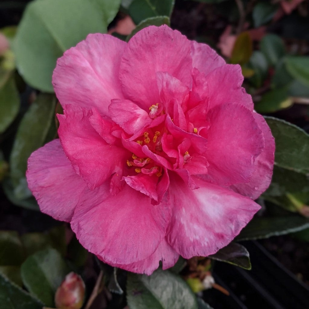 Camellia sasanqua 'Bonanza' - Bonanza Camellia