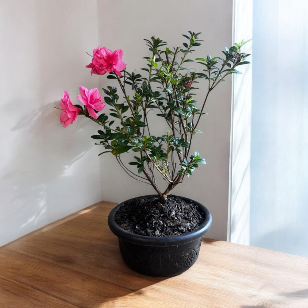 Bonsai Empress encore Azalea (Live Plant)