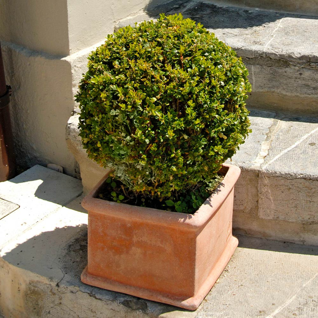 Titan Boxwood, Broadleaf Evergreen Shrub