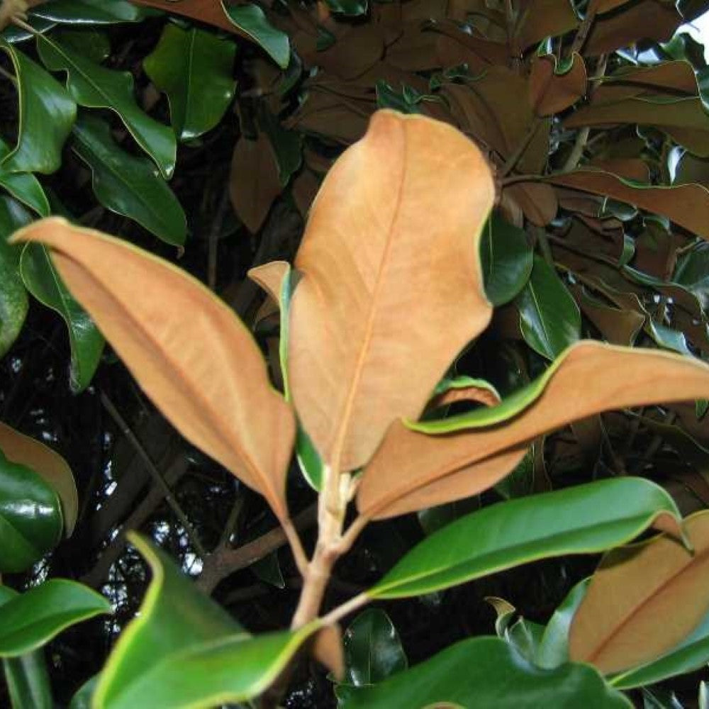 Bracken's Brown Beauty Magnolia