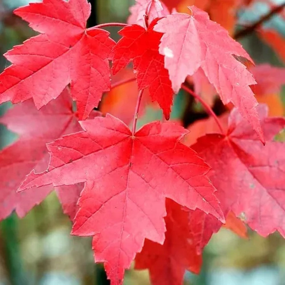 Brandy Wine Red Maple