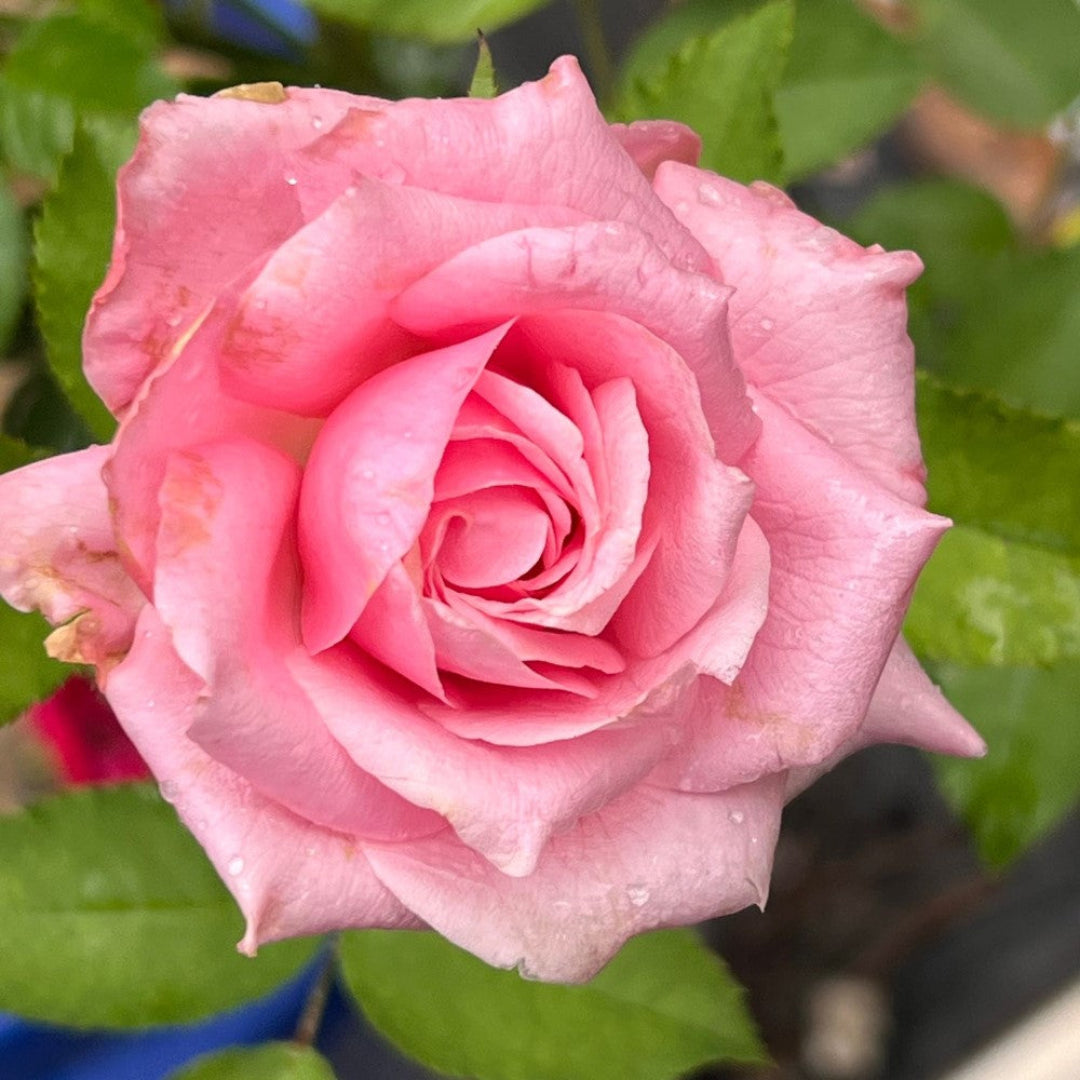 Brindabella Dream Rose