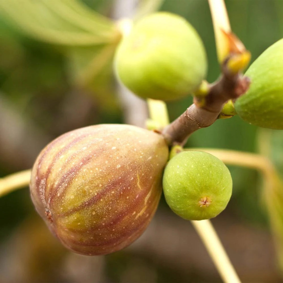 Brown Turkey Fig fruit ripening on tree branches