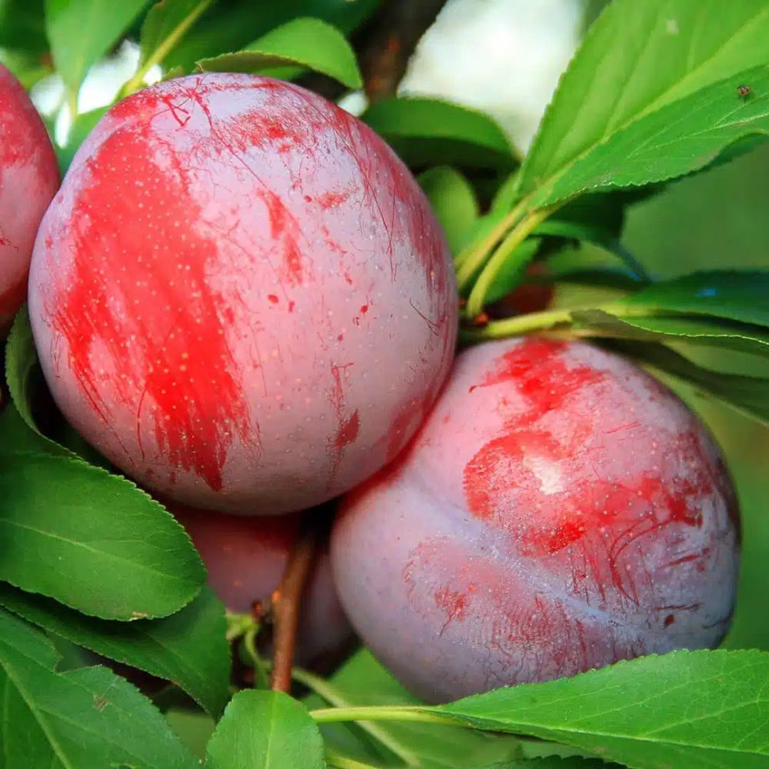Bruce Plum Tree | Bruce Plum: A Sun-Loving, Hardy Delight with Wine-Red Beauty and Delectable Flavor!