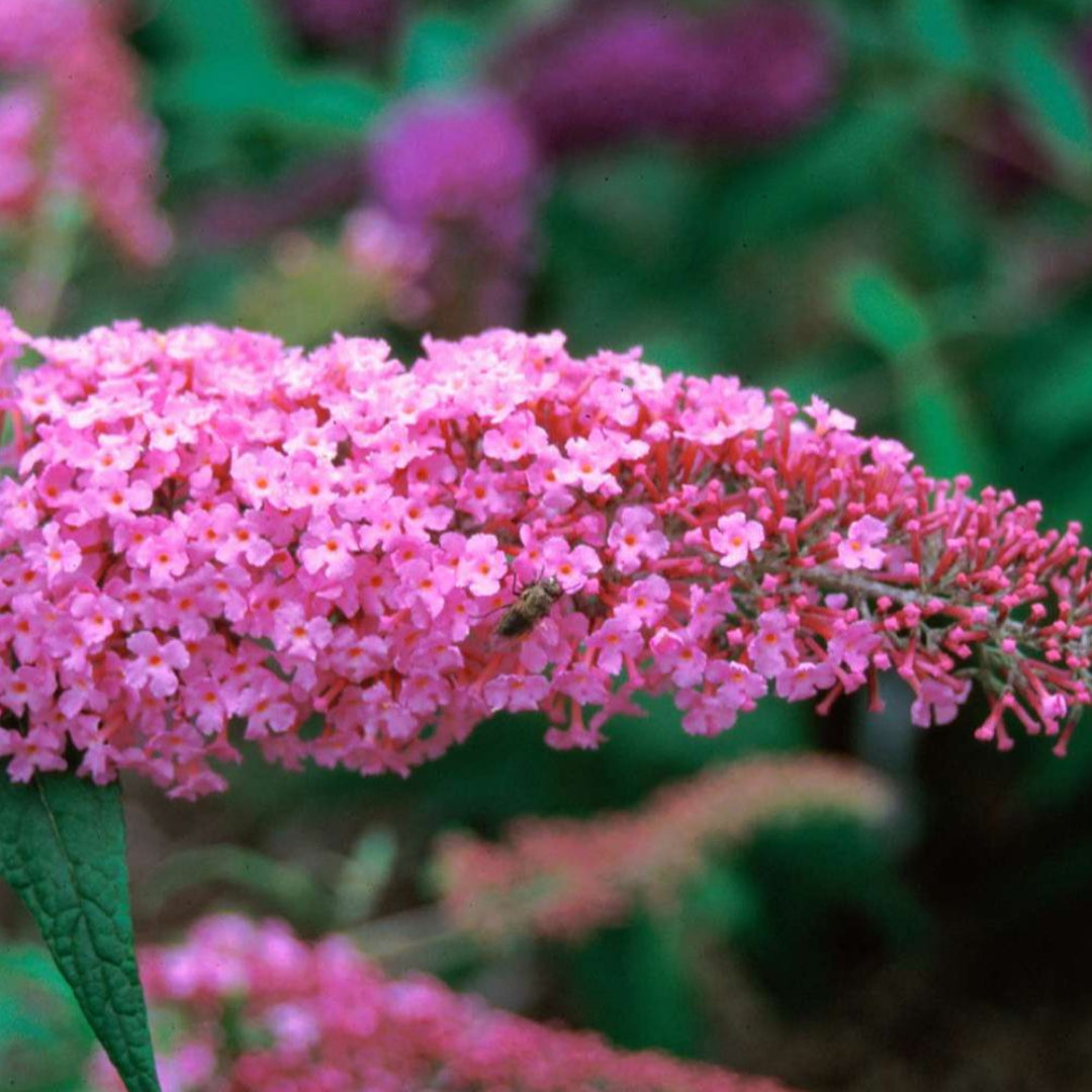 Pink Delight Butterfly Bush