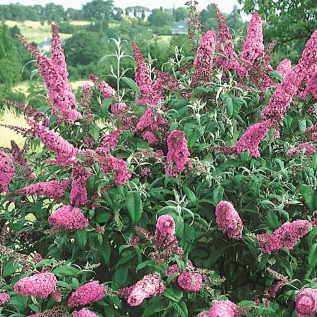 Pink Delight Butterfly Bush