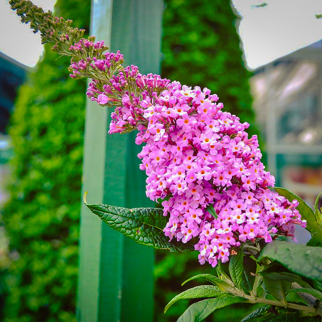 Buddleia Pugster Pink Butterfly Bush