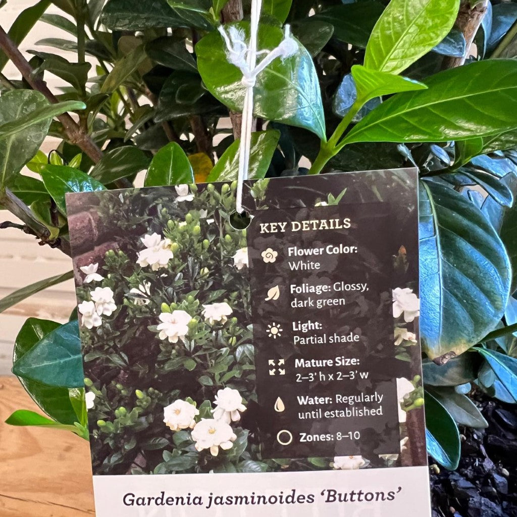Buttons Gardenia