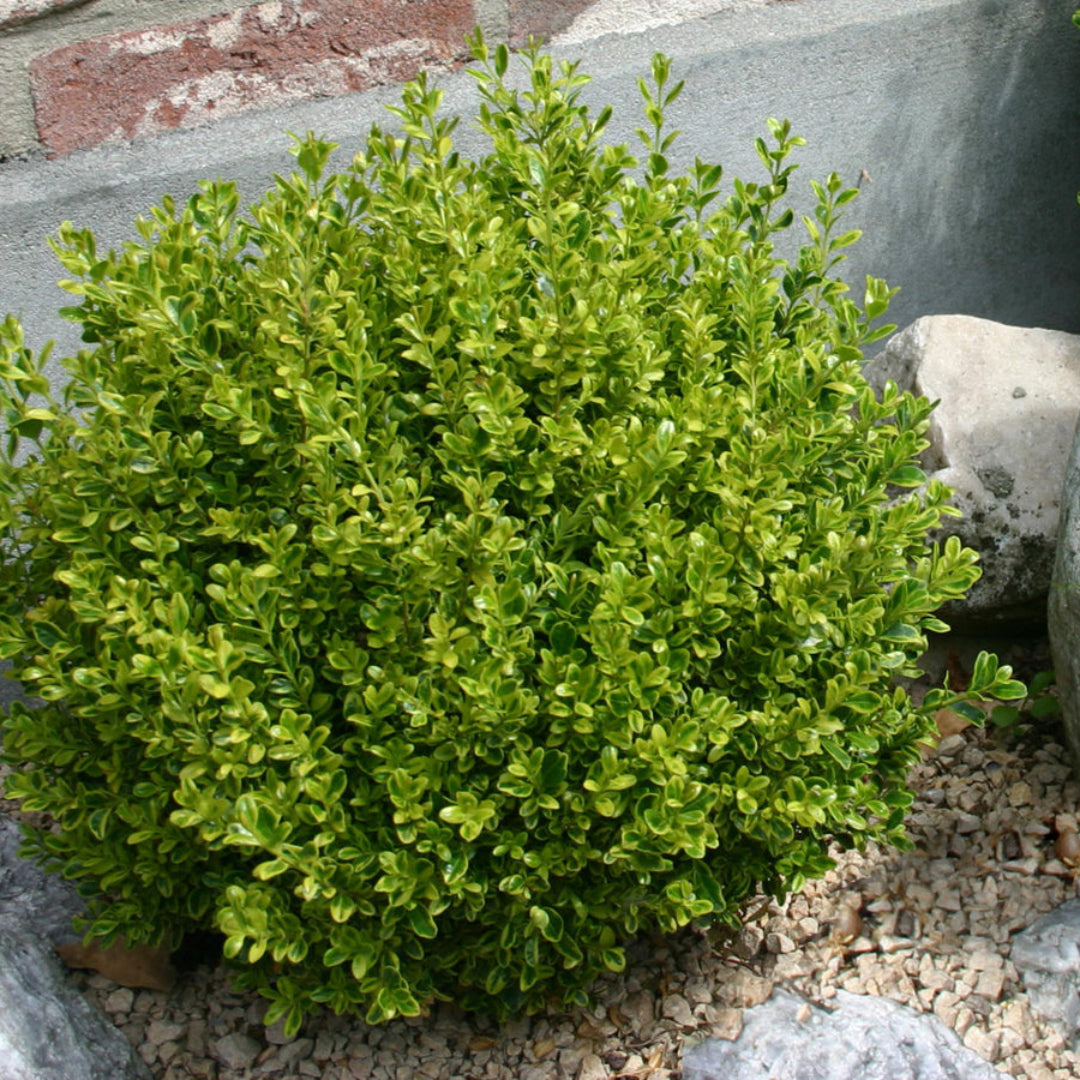 Golden Dream Buxus