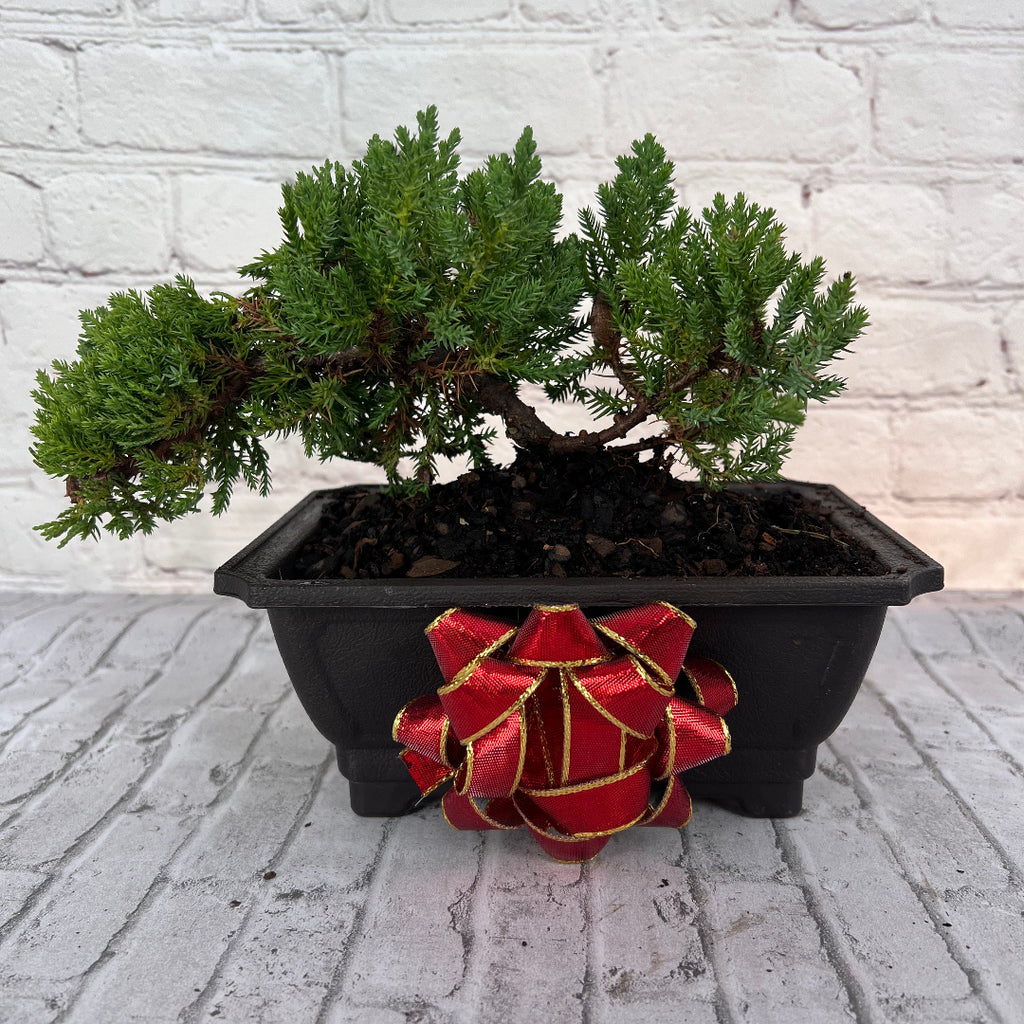 Juniper Bonsai (Live) - Very Cold Hardy, Live & Exotic