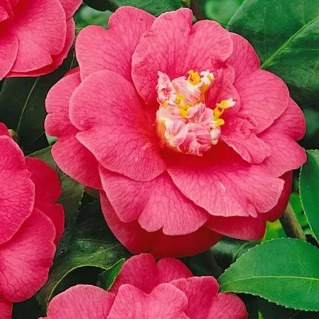 Camellia Lady Clare (Empress)-Large Semi-Double, Deep Pink Blooms