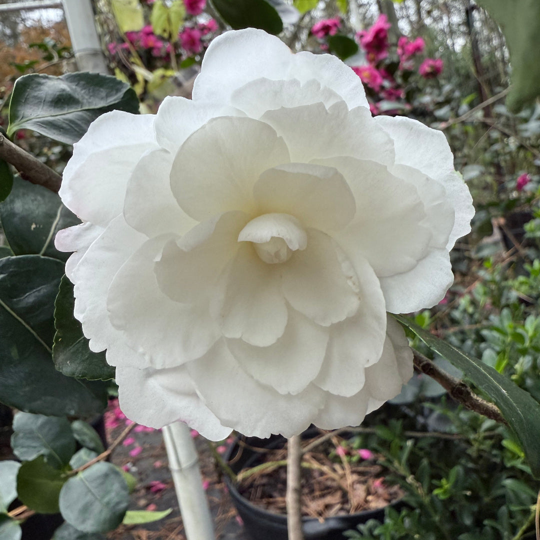 Seikaiha Camellia Sasanqua