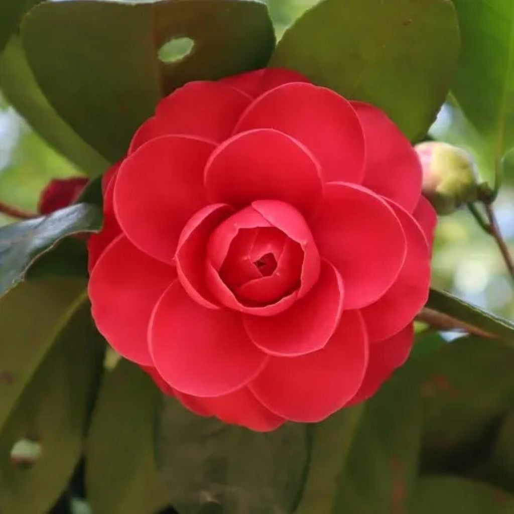 Camellia japonica C M Hovey