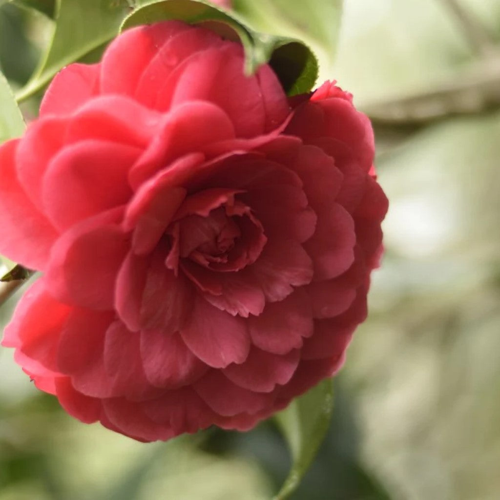 Camellia japonica C M Hovey