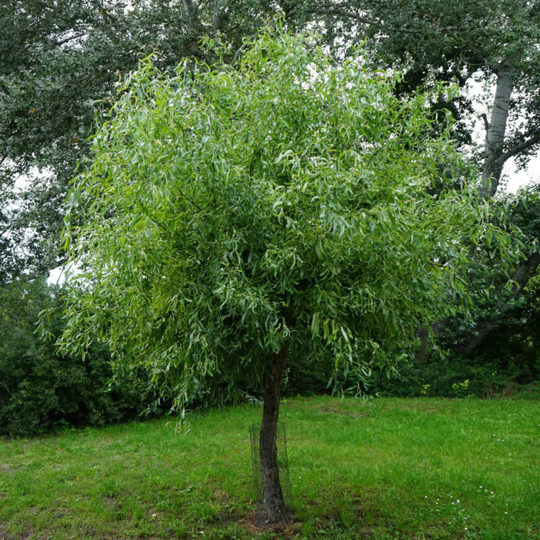 Corkscrew Willow Tree