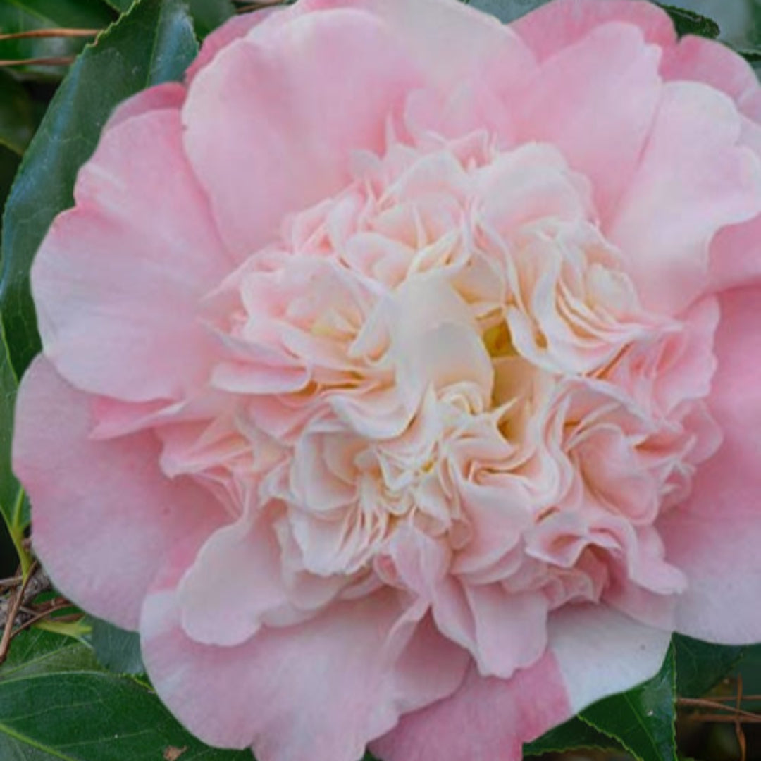 Look Again Camellia