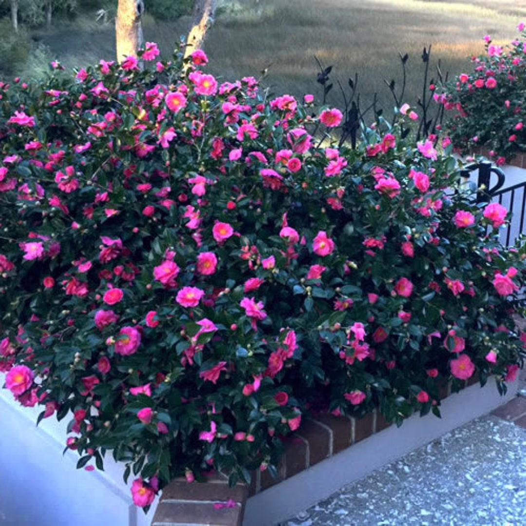 Shishi Gashira Dwarf Camellia Sasanqua