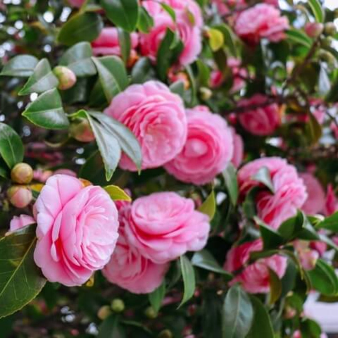 Buttons & Bows Camellia Japonica
