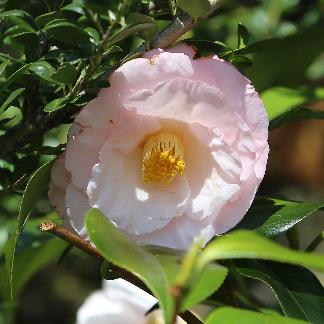 Moonlight Bay Camellia-Exceptional Flushed Pink Blooms