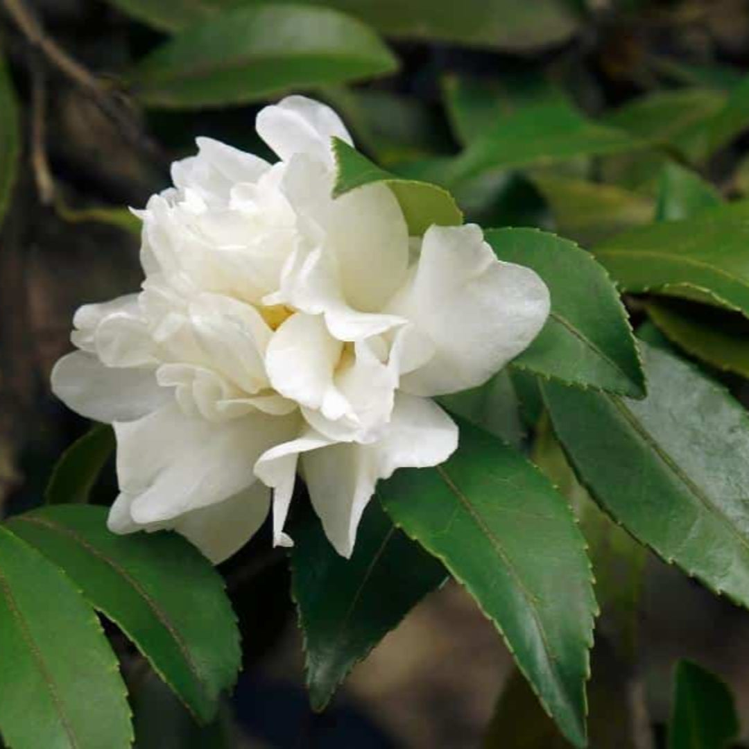 Northern Exposure Camellia