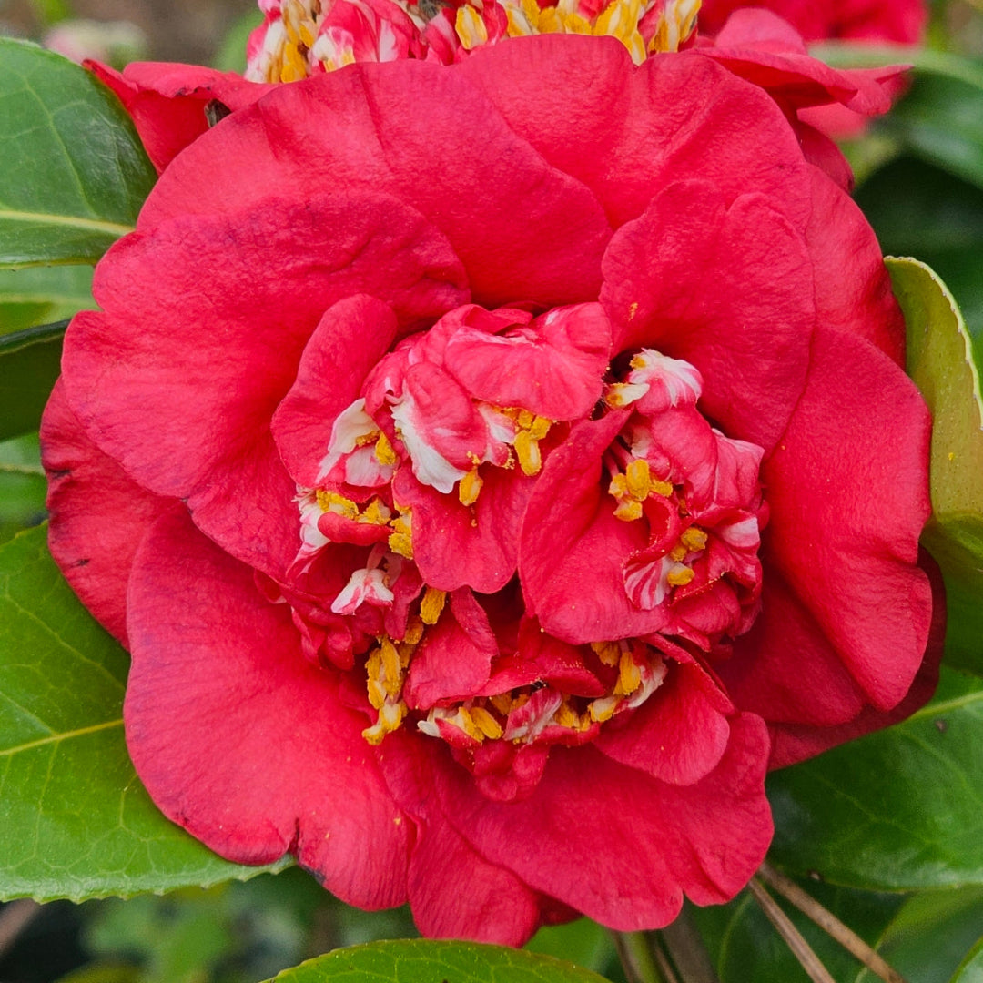 April Tryst Camellia-Cold Hardy to 5*F