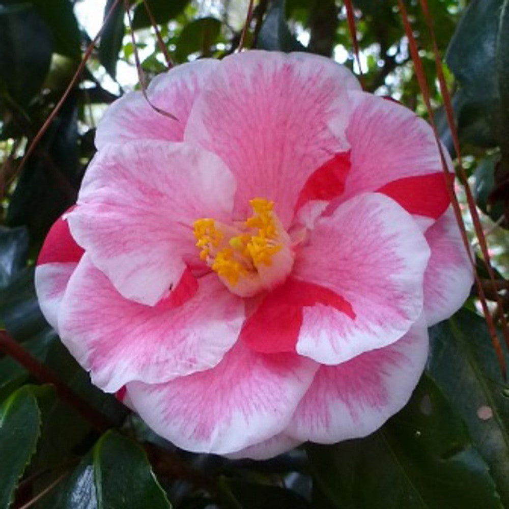 Camellia Lady Vansittart