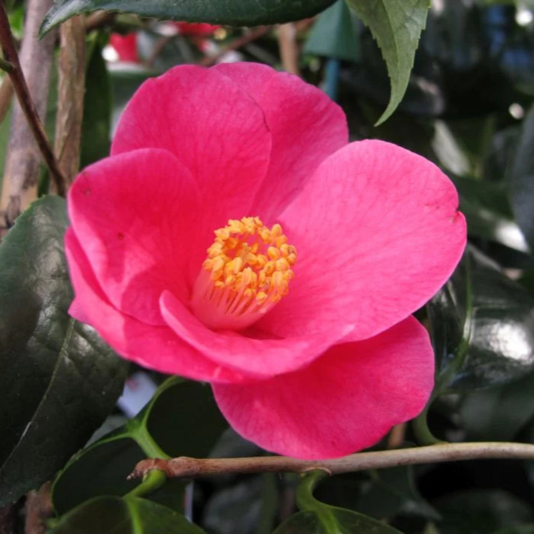 Camellia Crimson Candles