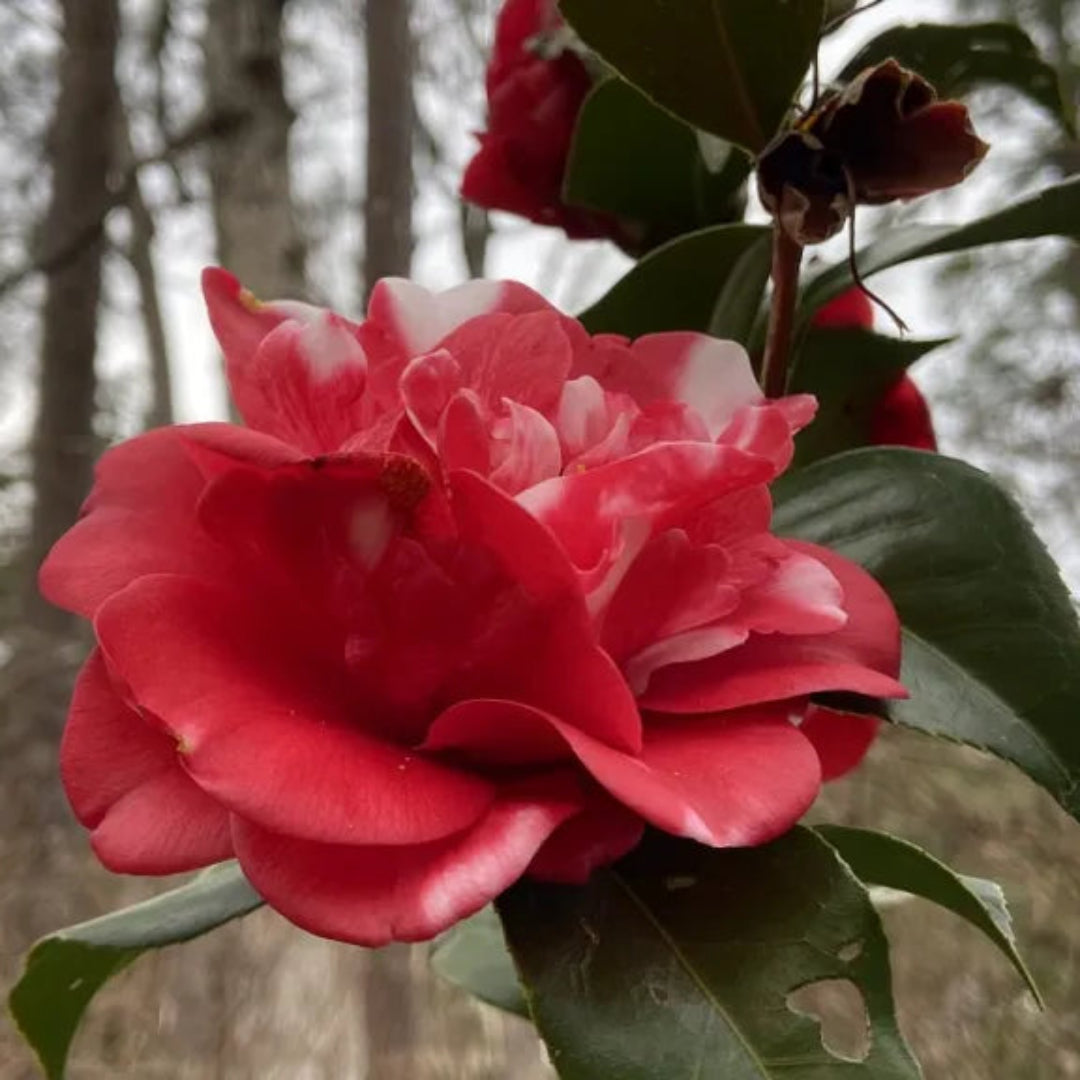 Camellia Governor Mouton