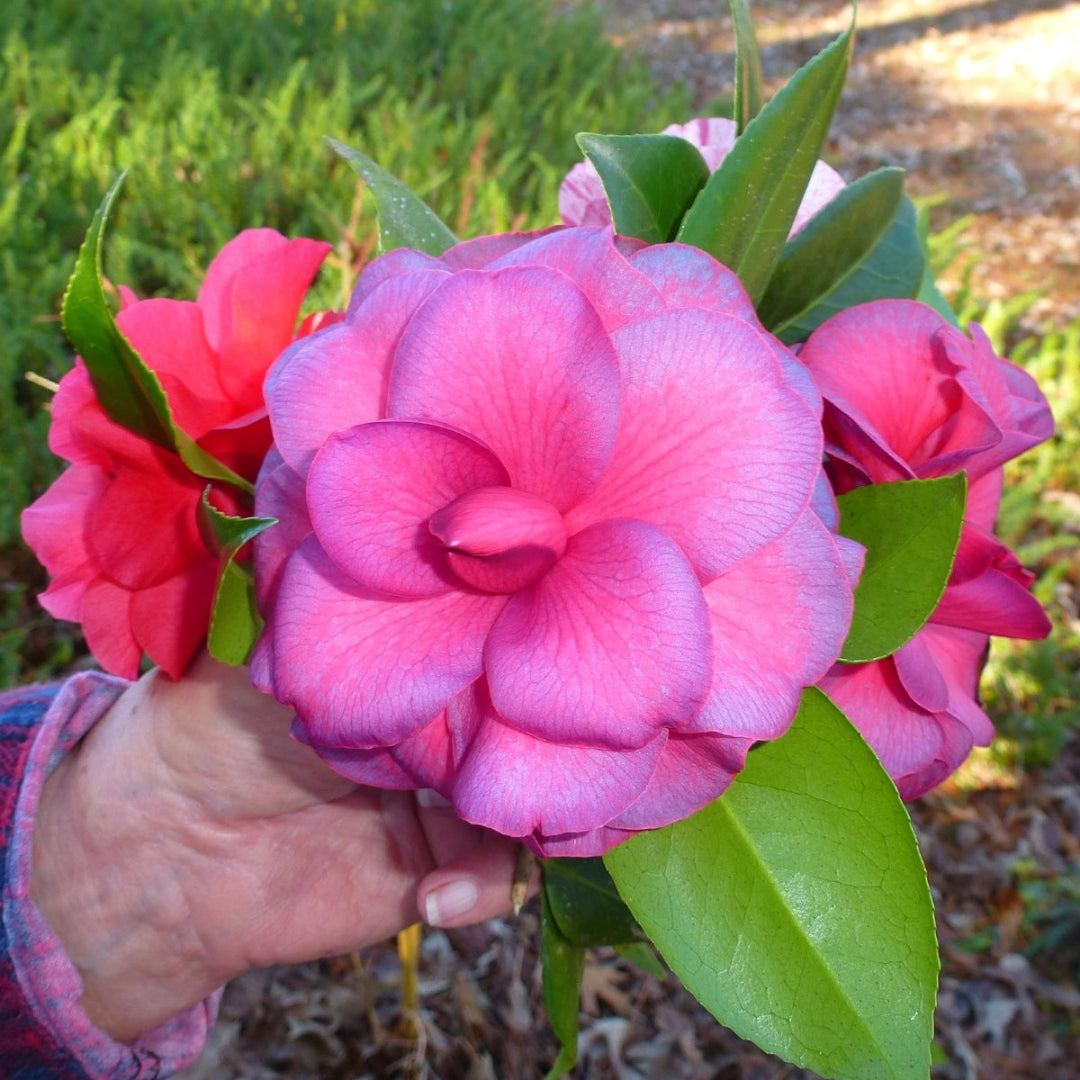 Purple Dawn Camellia
