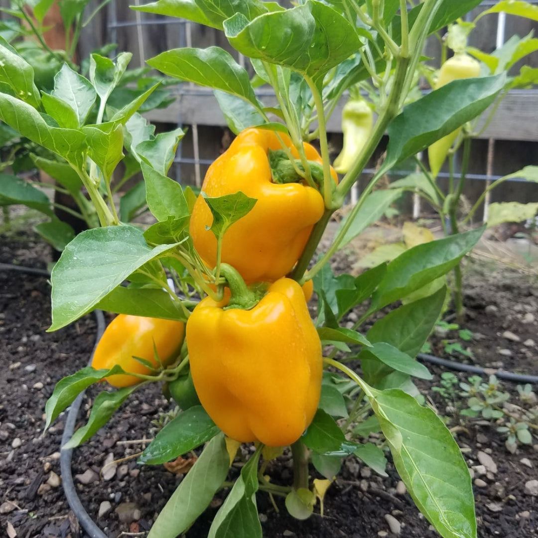 Heirloom Pepper
