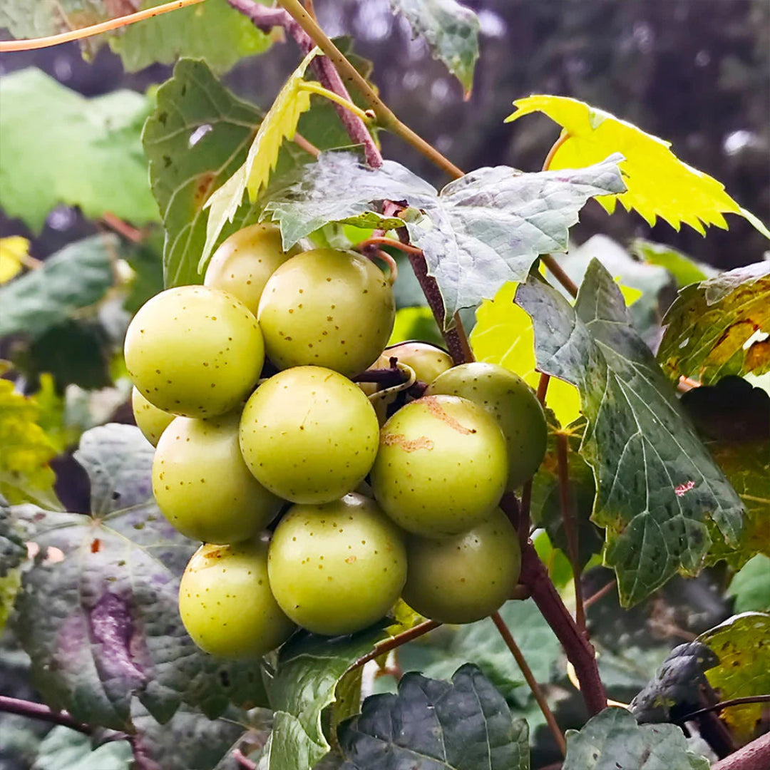 Scuppernong Grape Vine