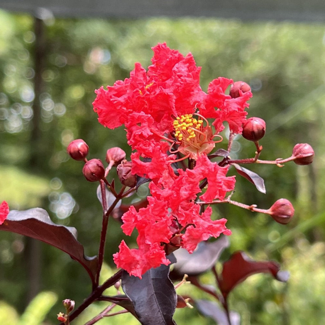 Red Center Stage Crape Myrtle Tree for Garden and Landscape Planting