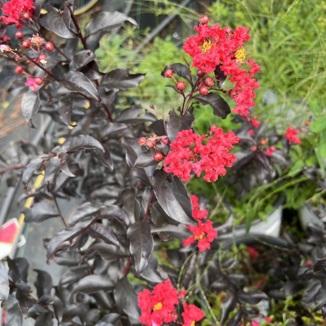 Red Center Stage Crape Myrtle Tree with Deep Burgundy Black Foliage