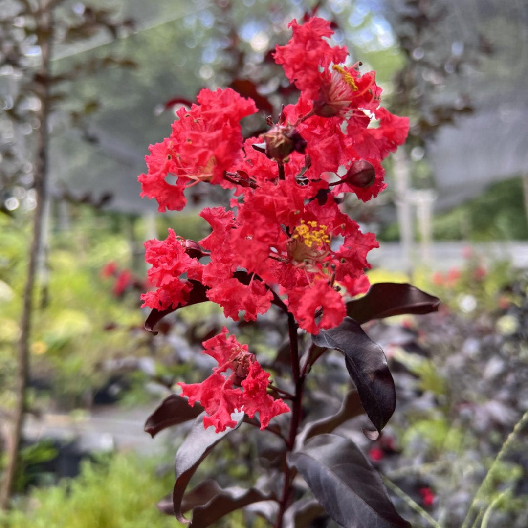 Center Stage Red Crape Myrtle Tree in Full Bloom