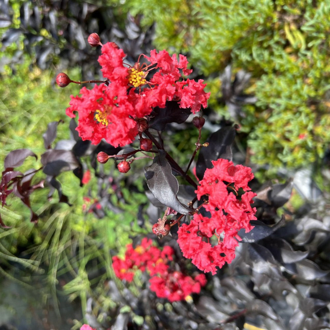 Center Stage Red Crape Myrtle Vibrant Red Summer Flowers