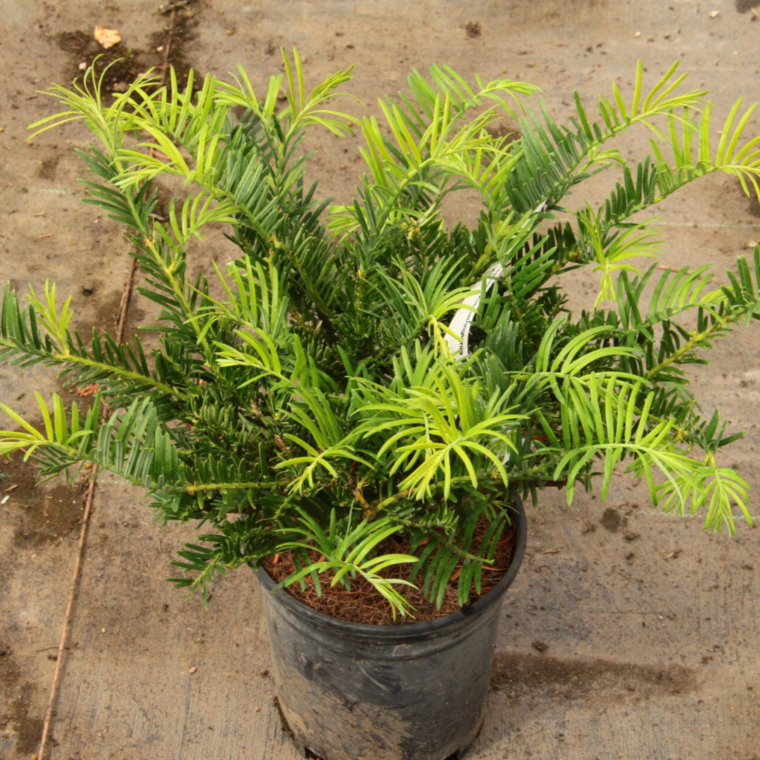 Plum Yew Prostrata Dwarf Conifer Evergreen