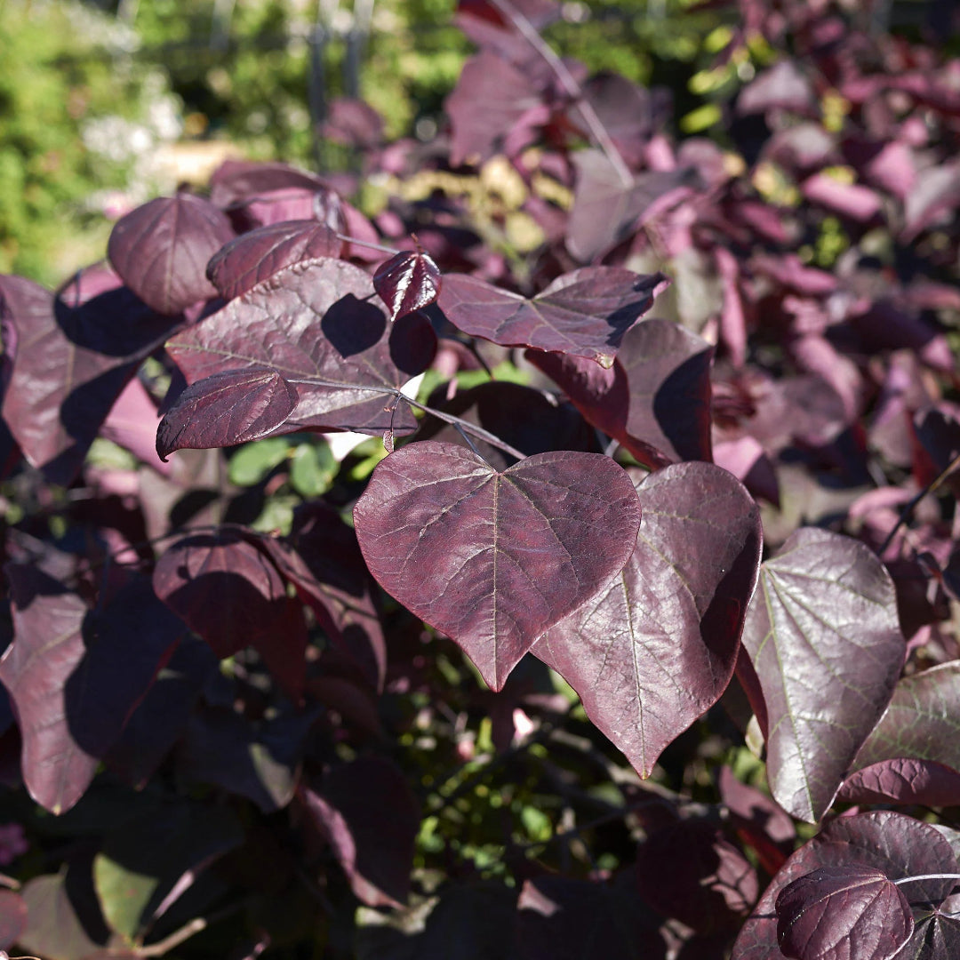 Forest Pansy Redbud Tree