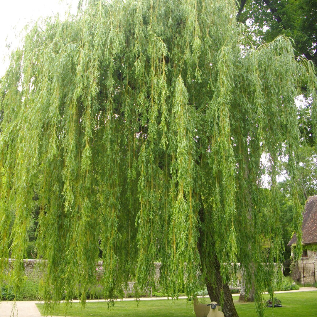 Mature Weeping Willow Tree in a scenic garden
