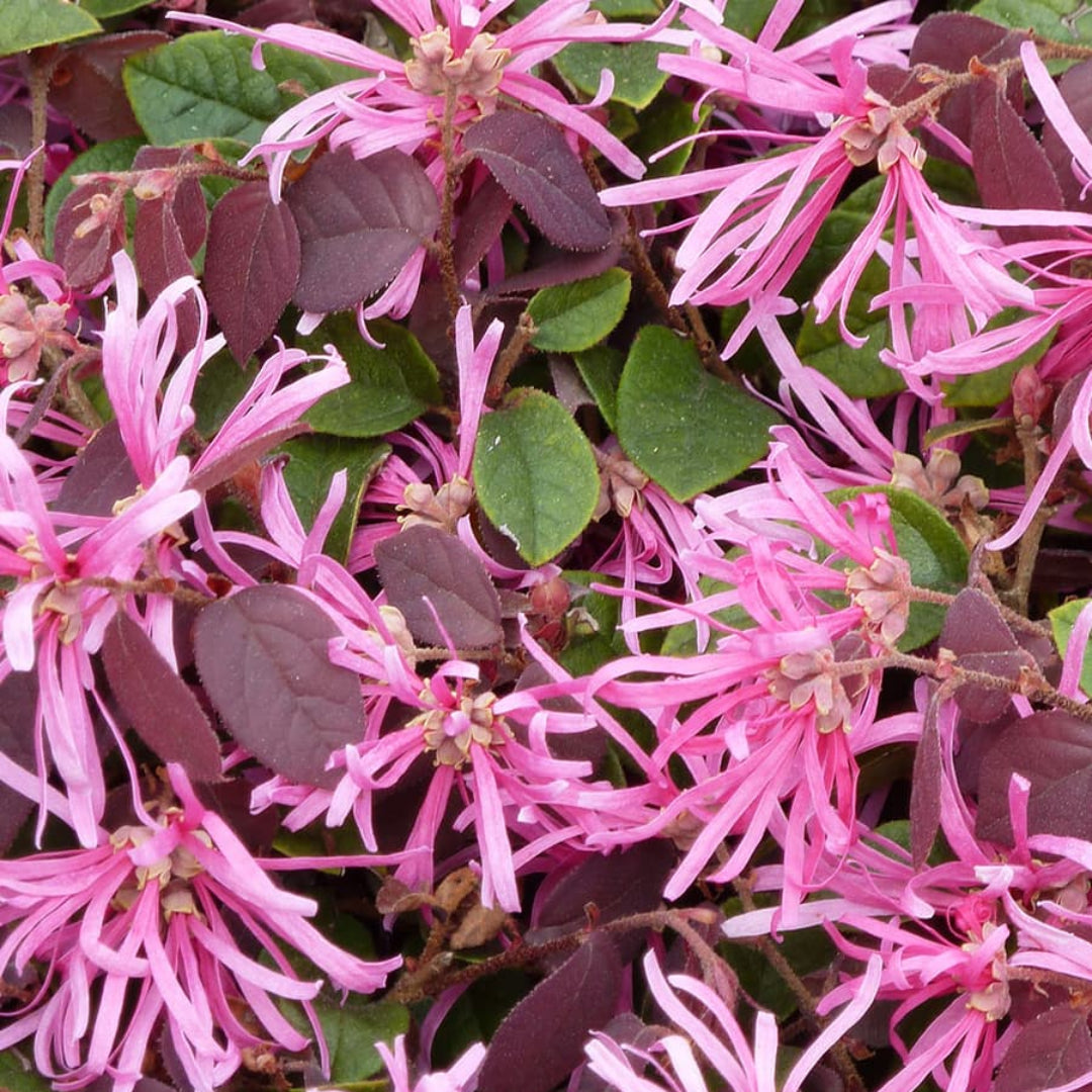 Sizzling Pink Loropetalum