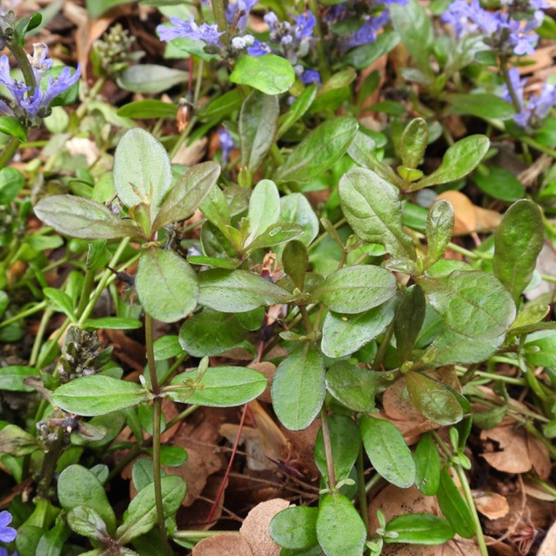 Chocolate Chip Bugleweed