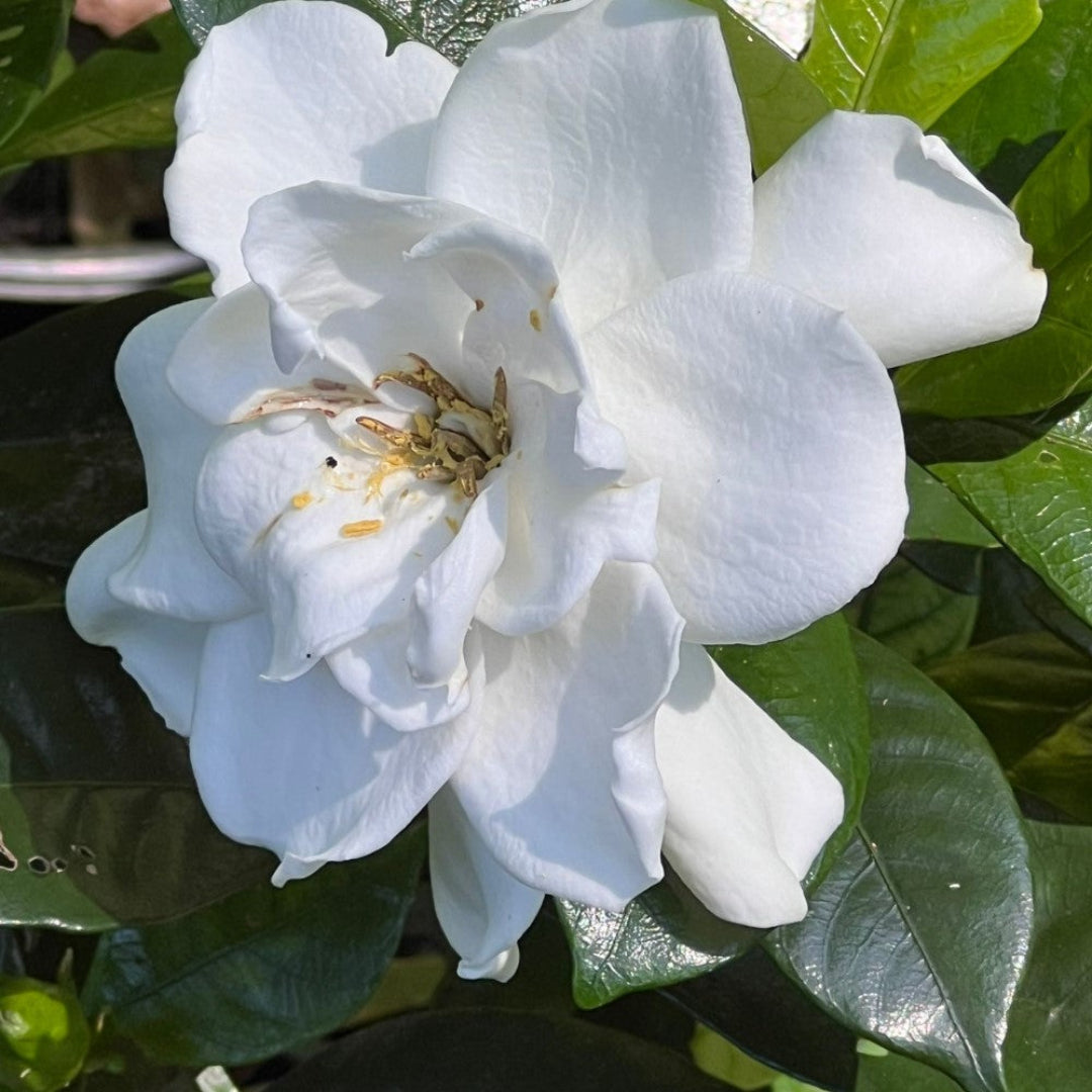 Gardenia jasminoides Double White Bloom Close-up