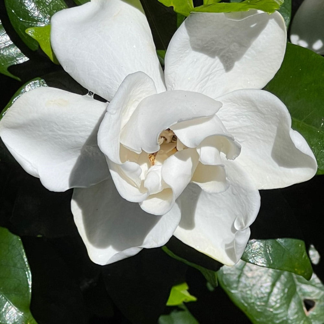 Cold Hardy Gardenia Evergreen Shrub