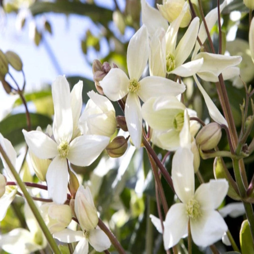 Fragrant white Clematis armandii flowers climbing outdoor fence