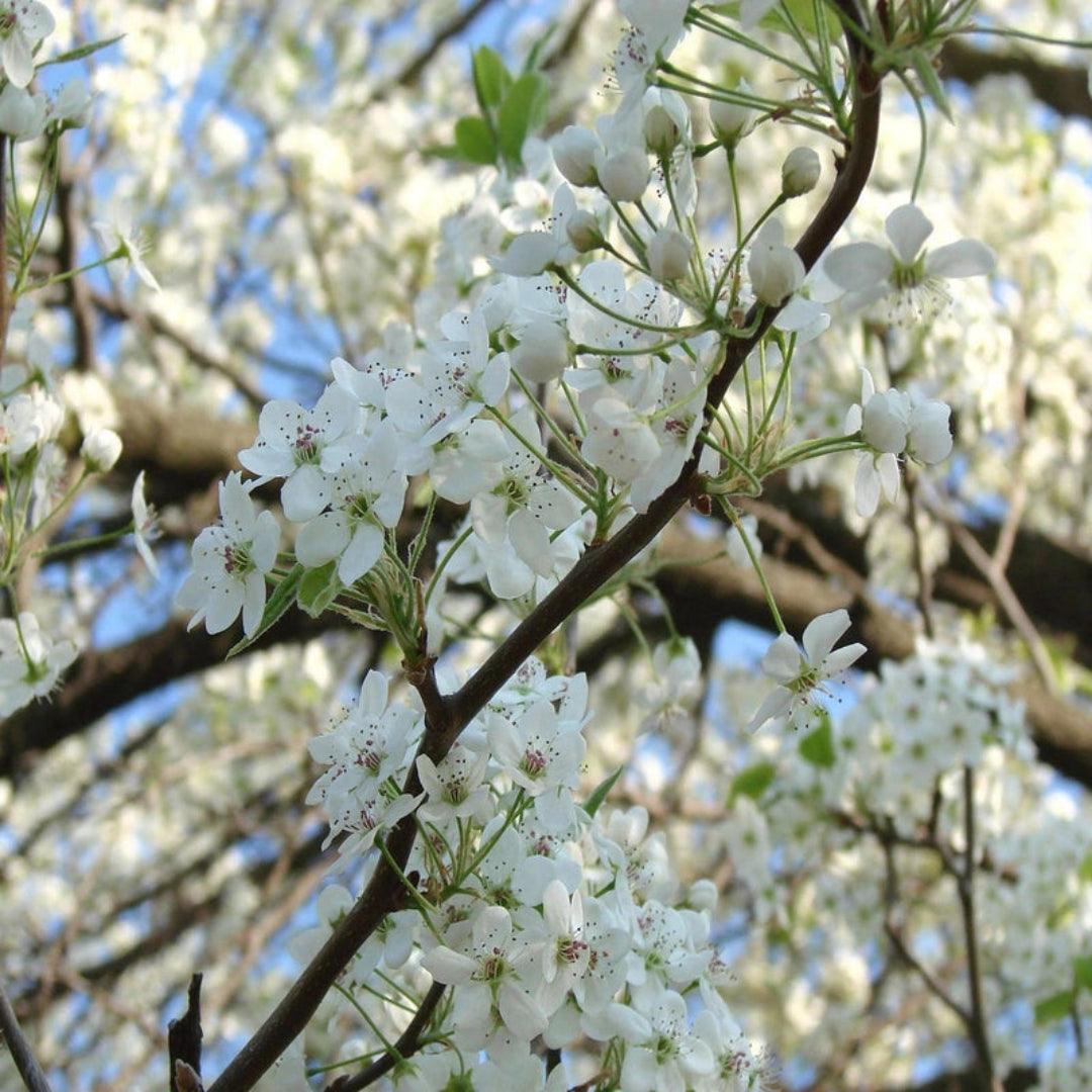Cleveland Pear Tree
