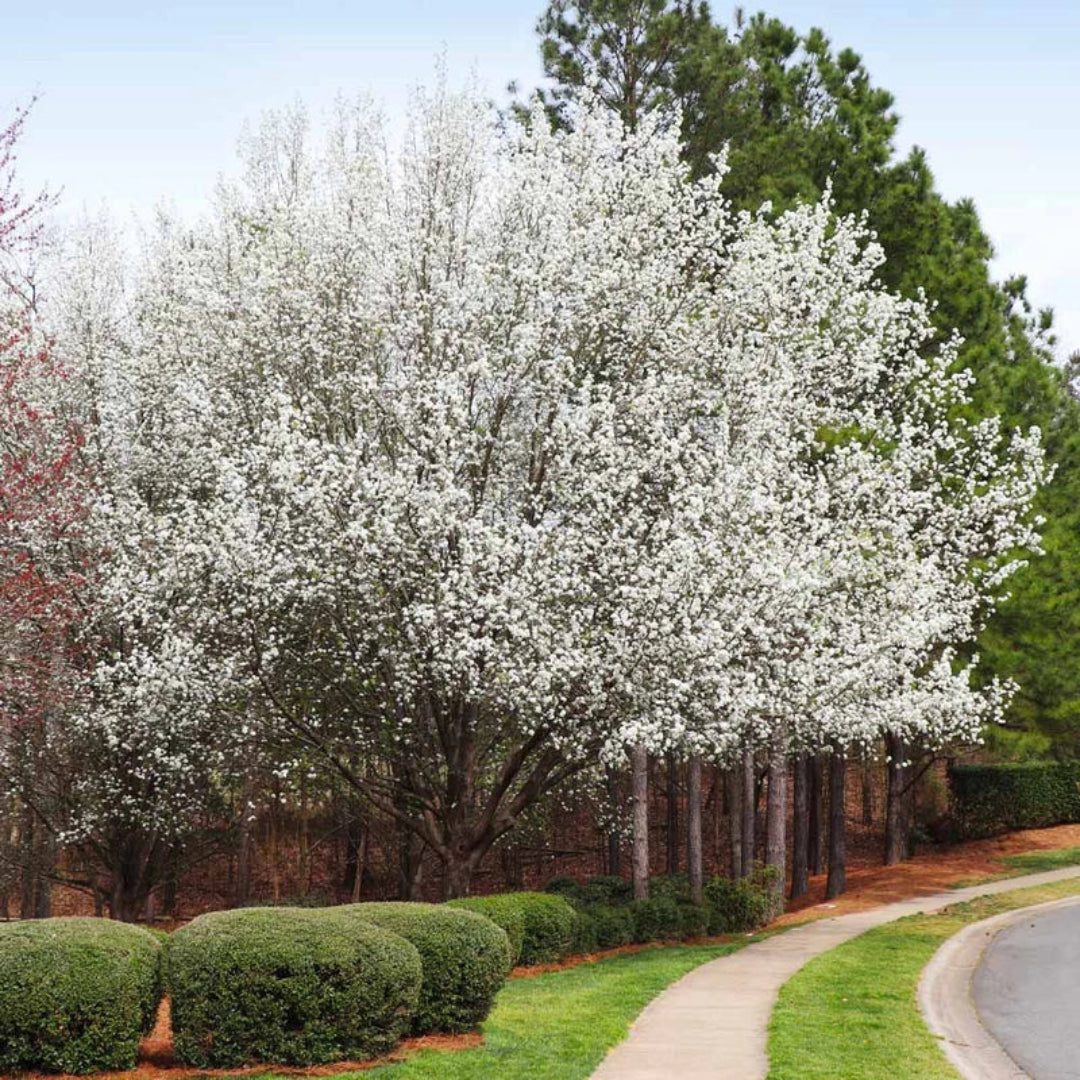 Cleveland Pear Tree