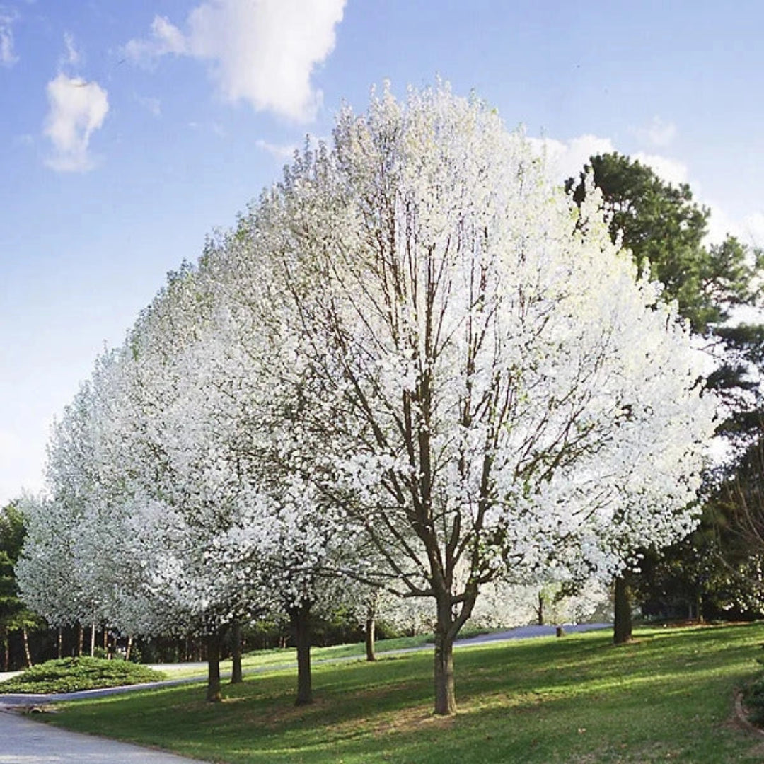 Cleveland Pear Tree