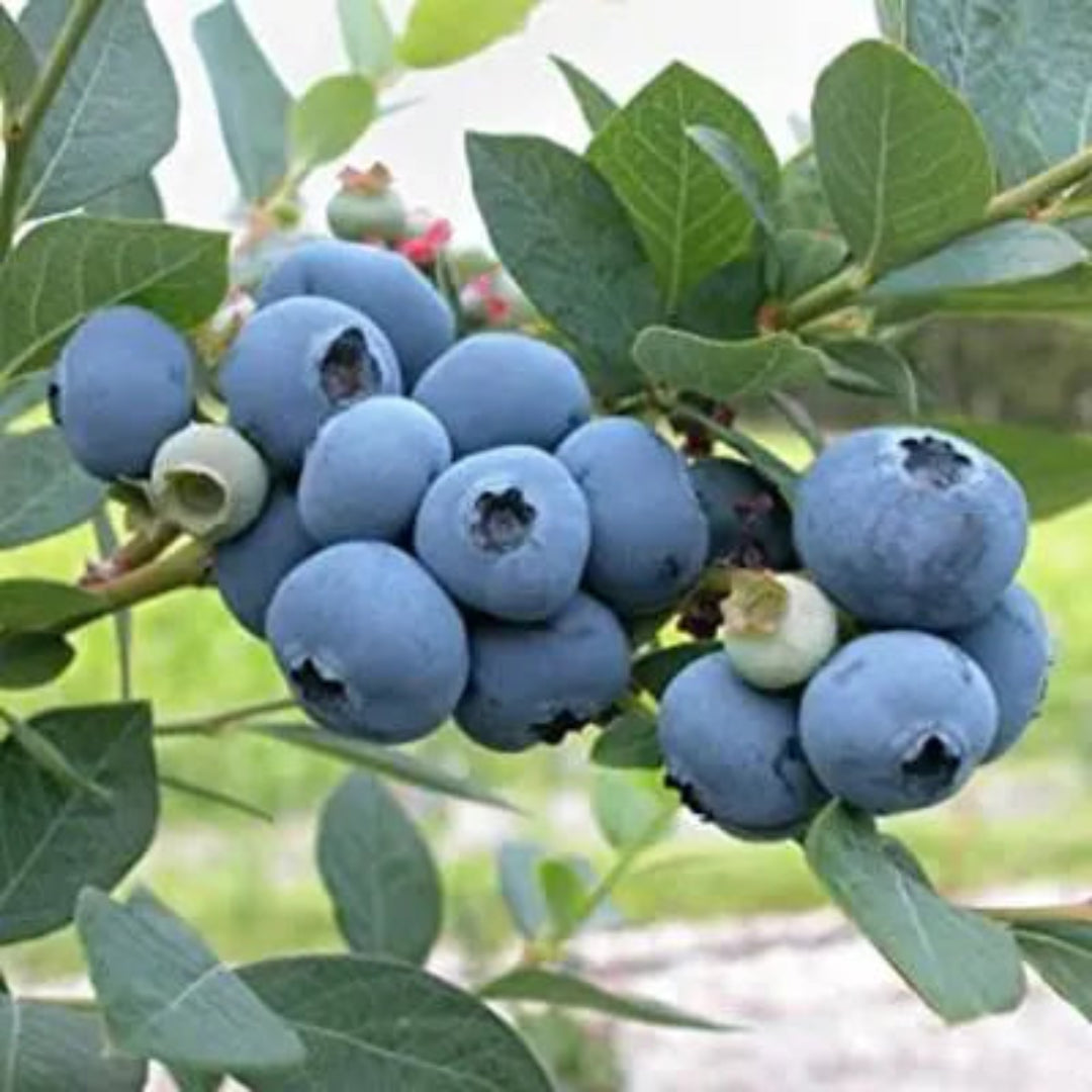 Climax Blueberry Bush