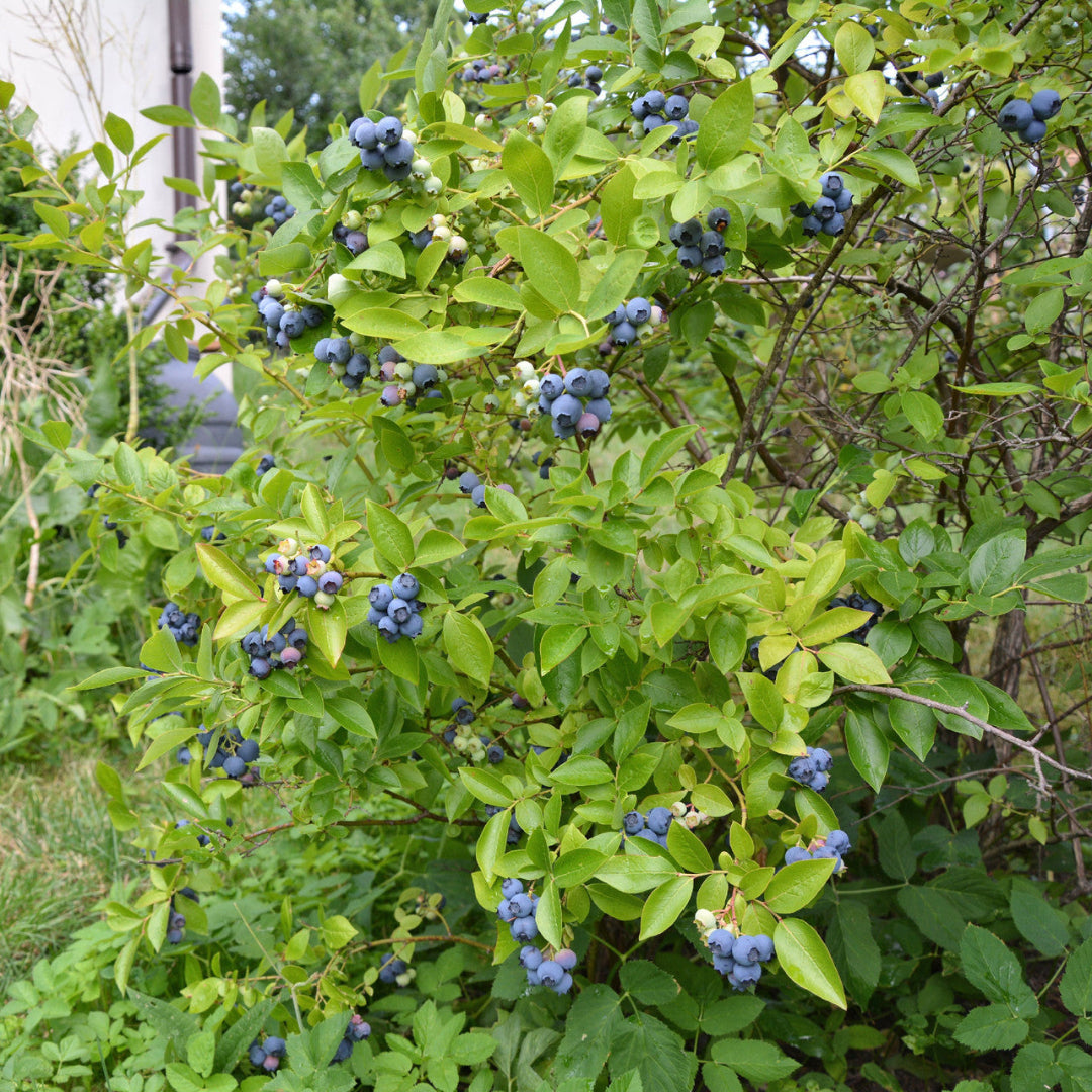 Climax Blueberry Bush
